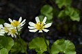 Slender-sepaled Marsh-marigold (Caltha leptosepala)