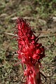 Snow Plant (Sarcodes sanguinea) 