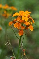 Western Wallflower (Erysimum capitatum)