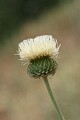 White thistle