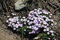 Spreading Phlox (Phlox diffusa)