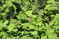 Sierra Currant (Ribes nevadense)