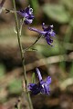 Slender Larkspur (Delphinium gracilentum)