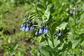 Streamside Bluebells (Mertensia ciliata)