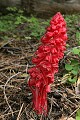 Snow Plant (Sarcodes sanguinea)