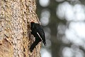 White-headed Woodepecker (Picoides albolarvatus)