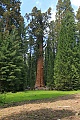 General Sherman Tree - Giant Sequoia (Sequoiadendron giganteum)