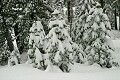 Fresh snow on trees - Sierra-At-Tahoe