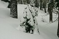 Fresh snow on trees - Sierra-At-Tahoe