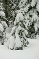 Fresh snow on trees - Sierra-At-Tahoe