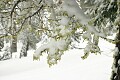 Moss covered snow - Sierra-At-Tahoe