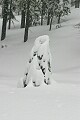 Fresh snow on trees - Sierra-At-Tahoe