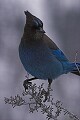 Stellar's Jay (Cyanocitta stelleri) - Sand Harbor, Lake Tahoe