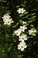 Mountain Dogwood (Cornus nuttallii)