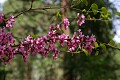 California Redbud (Cercis canadensis var. texensis)