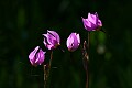 Alpine Shootingstar (Dodecatheon alpinum)