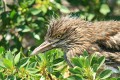 Black-crowned night-heron (Nycticorax nycticorax), immature