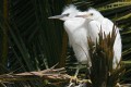 Snowy egret (Egretta thula) fledgelings