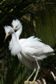 Snowy egret (Egretta thula) fledgelings