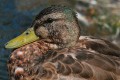 Mallard (Anas platyrhynchos)