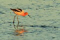 American avocet (Recurvirostra americana)