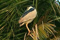 Black-crowned night-heron (Nycticorax nycticorax)
