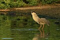 Black-crowned night-heron (Nycticorax nycticorax)