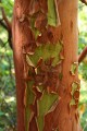 Pacific Madrone (Arbutus menziesii)