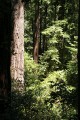 Redwood forest