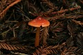 Mushroom, Butano Redwoods State Park