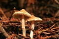 Mushrooms, Butano Redwoods State Park