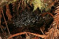 Dew on web, Butano Redwoods State Park