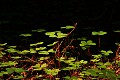 Redwood Sorrel (Oxalis oregana), Butano Redwoods State Park