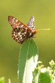 Chalcedon Checkerspot butterfly (Occidryas chalcedona)