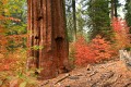 Tuolumne Grove - October 18, 2007