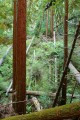 Forest of the Nisene Marks