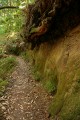 Redwood roots overhang