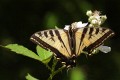 Western Tiger Swallowtail (Papilio rutulus)