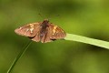 Silver-spotted Skipper (Epargyreus clarus)