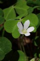 Redwood Sorrel (Oxalis oregana)