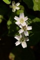 Candy Flower (Claytonia sibirica)