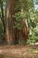 Howard Libby Tree - world's tallest tree (368')