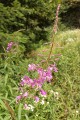 Fireweed (Chamerion angustifolium)