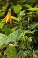 Tiger Lily (Lilium columbianum)
