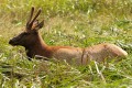 Roosevelt Elk (Cervus canadensis roosevelti)