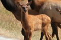 Roosevelt Elk (Cervus canadensis roosevelti)