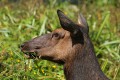 Roosevelt Elk (Cervus canadensis roosevelti)