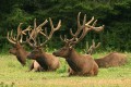 Roosevelt Elk (Cervus canadensis roosevelti)