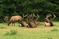 Roosevelt Elk (Cervus canadensis roosevelti)