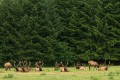 Roosevelt Elk (Cervus canadensis roosevelti)
